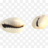 两颗白色的贝壳-空若网 两颗白色的贝壳-空若网