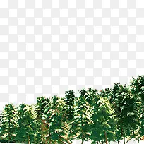 ʥ������ľ-������