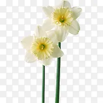 花卉线描花卉图案素材-空若网 花卉线描花卉图案素材-空若网