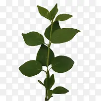 柿子树-空若网 柿子树-空若网