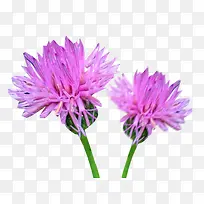 Á½ÖéÄ̼»²ÝÍ¼Æ¬ËØ²Ä-¿ÕÈôÍø Á½ÖéÄ̼»²ÝÍ¼Æ¬ËØ²Ä-¿ÕÈôÍø