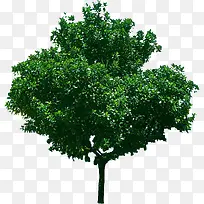 ÂÌÊ÷ÅäÃûÖ²ÎïËØ²Ä-¿ÕÈôÍø ÂÌÊ÷ÅäÃûÖ²ÎïËØ²Ä-¿ÕÈôÍø