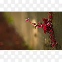 摄影植物壁纸素材-空若网 摄影植物壁纸素材-空若网