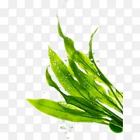 ¶�鴴��ֲ���ֻ�-������