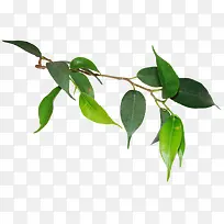 高清创意摄影绿色的草本植物-空若网 高清创意摄影绿色的草本植物-空若网