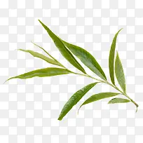 高清创意摄影绿色草本植物树叶-空若网 高清创意摄影绿色草本植物树叶-空若网