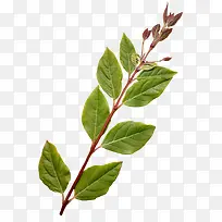 高清创意合成摄影绿色草本植物-空若网 高清创意合成摄影绿色草本植物-空若网