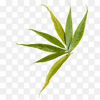 创意摄影合成绿色的草本植物-空若网 创意摄影合成绿色的草本植物-空若网