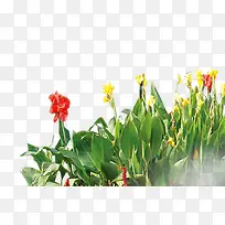 高清创意高清创意绿色植物黄色-空若网 高清创意高清创意绿色植物黄色-空若网