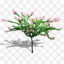 ��ɫ���ܴ�����ɫֲ��԰����Ӱ-������