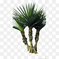 高清创意摄影绿色草本植物-空若网 高清创意摄影绿色草本植物-空若网