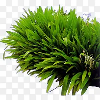 ������Ӱ������ɫֲ��-������