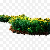 高清摄影创意黄色花卉植物-空若网 高清摄影创意黄色花卉植物-空若网