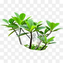 创意高清摄影小植物-空若网 创意高清摄影小植物-空若网