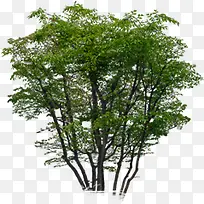 高清创意绿色植物摄影绿化-空若网 高清创意绿色植物摄影绿化-空若网