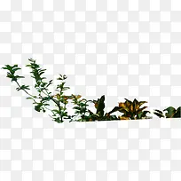 ��ɫֲ����������-������