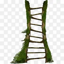 ֲ����֦����-������