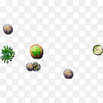 ���崴��ֲ������-������