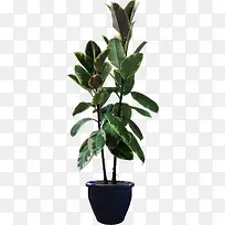 ���崴��ݱ�ֲ�ﴴ��ϳ�Ч��-������