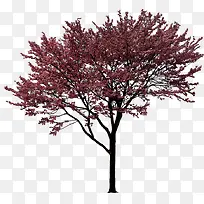 高清创意红色草本植物-空若网 高清创意红色草本植物-空若网