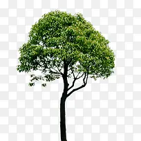 高清创意绿色植物-空若网 高清创意绿色植物-空若网