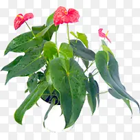 高清创意摄影绿色植物红色花卉-空若网 高清创意摄影绿色植物红色花卉-空若网