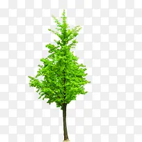 绿色创意植物高清创意元素-空若网 绿色创意植物高清创意元素-空若网