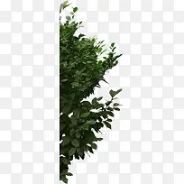 ���������ɫֲ��-������