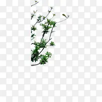 创意高清摄影绿色植物-空若网 创意高清摄影绿色植物-空若网