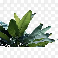 ���������Ӱ�ϳ�Ч����ɫֲ��-������