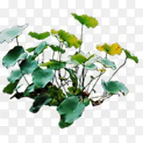 创意摄影绿色草本植物葫芦-空若网 创意摄影绿色草本植物葫芦-空若网