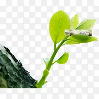 ���޸��崴����Ӱ�ݱ�ֲ��-������