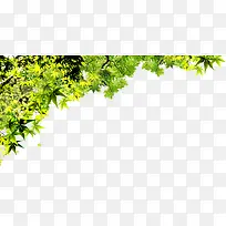 ���崴����Ӱ�ϳ���ɫ�ݱ�ֲ��-������