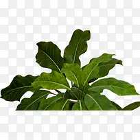 ��ɫ������Ӱ����ݱ�ֲ��-������