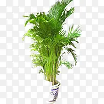 高清创意摄影草本植物-空若网 高清创意摄影草本植物-空若网