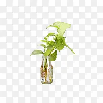 ������Ӱ��ɫ��ֲ��-������