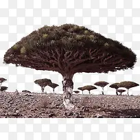 创意植物摄影效果-空若网 创意植物摄影效果-空若网