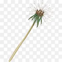 蒲公英植物创意手绘-空若网 蒲公英植物创意手绘-空若网