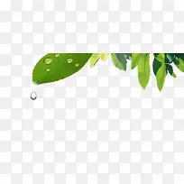 创意摄影绿色植物树叶-空若网 创意摄影绿色植物树叶-空若网