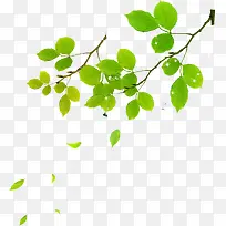 ����ֲ����Ҷ����-������