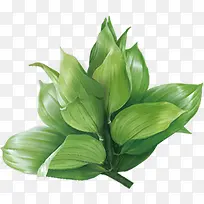 绿色电商创意植物-空若网 绿色电商创意植物-空若网