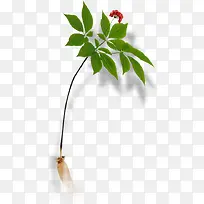 ��ɫֲ�ﴴ�����-������