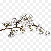 ��ɫ��֦����ֲ��-������