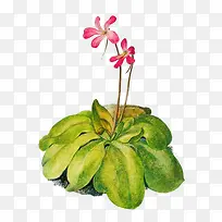 粉色时尚植物创意-空若网 粉色时尚植物创意-空若网