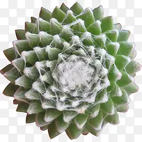 ��ɫֲ����������-������