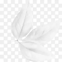 白色叶子-空若网 白色叶子-空若网