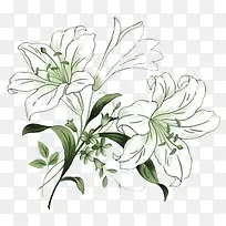 手绘百合花-空若网 手绘百合花-空若网
