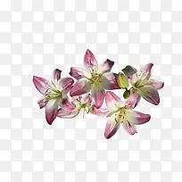 手绘百合花-空若网 手绘百合花-空若网