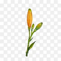 手绘百合花-空若网 手绘百合花-空若网