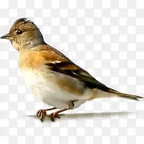 可爱春天小鸟创意-空若网 可爱春天小鸟创意-空若网